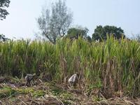 Macheteros &ndash; &copy; Peggy Petzold (Eberhardt TRAVEL)