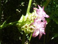 Korkuma, Botanischer Garten Cienfuegos &ndash; &copy; Peggy Petzold (Eberhardt TRAVEL)