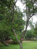 Finca 