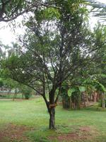 Finca 