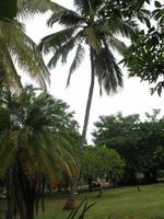 Finca 