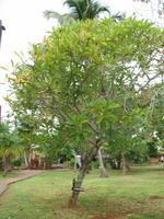 Finca 