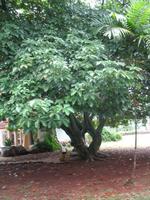 Finca 