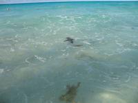 All-Inklusive-Aufenthalt im Hotel Memories Paraiso Beach Resort in Cayo Santa María &ndash; &copy; Stefanie Knisse (Eberhardt TRAVEL)