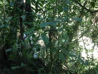 Parque Guanayara &ndash; &copy; Francisco Javier Burgos Gutierrez (Eberhardt TRAVEL)