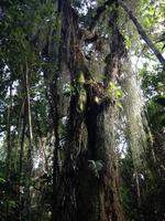 Parque Guanayara &ndash; &copy; Francisco Javier Burgos Gutierrez (Eberhardt TRAVEL)