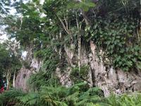 Soroa &ndash; &copy; Francisco Javier Burgos Gutierrez (Eberhardt TRAVEL)