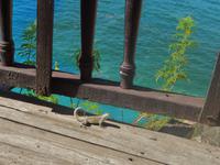 kleiner Gecko &ndash; &copy; Rebekka Böhme (Eberhardt TRAVEL)