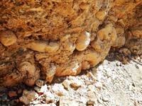 Fossilien &ndash; &copy; Rebekka Böhme (Eberhardt TRAVEL)