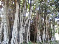 im Jardin Botanico &ndash; &copy; Rebekka Böhme (Eberhardt TRAVEL)