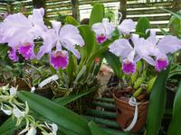 Orchidee &ndash; &copy; Rebekka Böhme (Eberhardt TRAVEL)