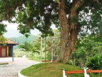 Pflaschenbaum &ndash; &copy; Rebekka Böhme (Eberhardt TRAVEL)