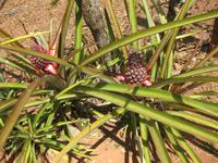 Ananaspflanzen &ndash; &copy; Annette Zocher (Eberhardt TRAVEL)