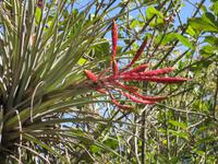 Bromelie &ndash; &copy; Annette Zocher (Eberhardt TRAVEL)