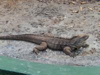 kubanischer Leguan &ndash; &copy; Kathrin Mickan (Eberhardt TRAVEL)
