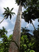 Baracoa &ndash; &copy; Rebekka Böhme (Eberhardt TRAVEL)