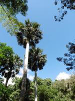 Cienfuegos &ndash; &copy; Rebekka Böhme (Eberhardt TRAVEL)