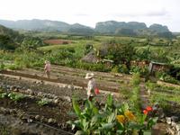 Vinales &ndash; &copy; Rebekka Böhme (Eberhardt TRAVEL)