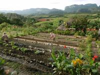 Vinales &ndash; &copy; Rebekka Böhme (Eberhardt TRAVEL)
