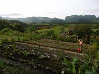 Vinales &ndash; &copy; Rebekka Böhme (Eberhardt TRAVEL)