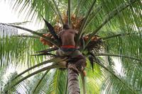 Baracoa - Rio Toa  &ndash; &copy; Jacob Spangenberg (Eberhardt TRAVEL)