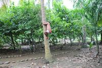 Baracoa - Rio Toa  &ndash; &copy; Jacob Spangenberg (Eberhardt TRAVEL)