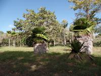 Botanischer Garten Cienfuegos4 &ndash; &copy; Francisco Javier Burgos Gutierrez (Eberhardt TRAVEL)