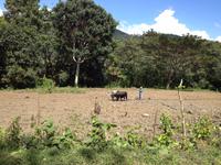 Sierra del Escambray25 &ndash; &copy; Francisco Javier Burgos Gutierrez (Eberhardt TRAVEL)