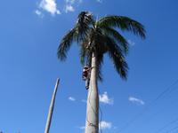 ehemalige Zuckerrohrplantage “Australia” - Palmkletterer &ndash; &copy; Ralf Mehnert (Eberhardt TRAVEL)