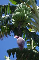 Bananen &ndash; &copy; Rico Manns (Eberhardt TRAVEL)