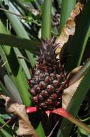 Ananas &ndash; &copy; Rico Manns (Eberhardt TRAVEL)