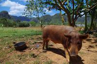 Lecker Lecker &ndash; &copy; Rico Manns (Eberhardt TRAVEL)