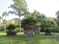 Palme mit Rock &ndash; &copy; Daniela Paulan (Eberhardt TRAVEL)