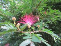 Botanischer Garten &ndash; &copy; Daniela Paulan (Eberhardt TRAVEL)