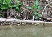 <ibis &ndash; &copy; Elisabeth Fox-Maerki (Eberhardt TRAVEL)