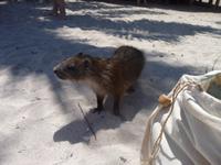 zutrauliche Baumratten sind ganz suess &ndash; &copy; Elisabeth Fox-Maerki (Eberhardt TRAVEL)