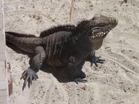 Herr Leguan  &ndash; &copy; Elisabeth Fox-Maerki (Eberhardt TRAVEL)