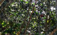 Der Tocororo, Nationalvogel Kubas