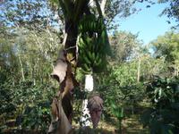 Bananen &ndash; &copy; Elisabeth Fox-Maerki (Eberhardt TRAVEL)