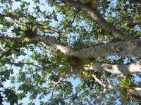 Bromelia  &ndash; &copy; Elisabeth Fox-Maerki (Eberhardt TRAVEL)