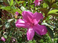 aehnlich einem Rhododendron !  &ndash; &copy; Elisabeth Fox-Maerki (Eberhardt TRAVEL)