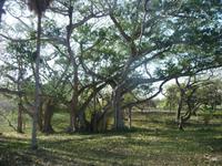 Der laufende Ficus - Ficus Marciapedibus !  &ndash; &copy; Elisabeth Fox-Maerki (Eberhardt TRAVEL)