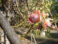 Kanonenkugelbaum  &ndash; &copy; Elisabeth Fox-Maerki (Eberhardt TRAVEL)