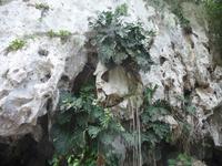 Urwald &ndash; &copy; Elisabeth Fox-Maerki (Eberhardt TRAVEL)
