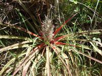 Ananas-Bluete &ndash; &copy; Elisabeth Fox-Maerki (Eberhardt TRAVEL)