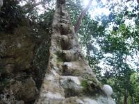 Eine Liane aus der Naehe  &ndash; &copy; Elisabeth Fox-Maerki (Eberhardt TRAVEL)