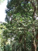 Hanabanilla (66) &ndash; &copy; Francisco Javier Burgos Gutierrez (Eberhardt TRAVEL)