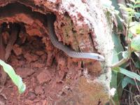 Sierra del Escambray (9) &ndash; &copy; Francisco Javier Burgos Gutierrez (Eberhardt TRAVEL)