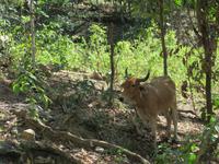 Hanabanilla (19) &ndash; &copy; Francisco Javier Burgos Gutierrez (Eberhardt TRAVEL)