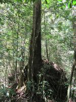 Sierra del Escambray (40) &ndash; &copy; Francisco Javier Burgos Gutierrez (Eberhardt TRAVEL)